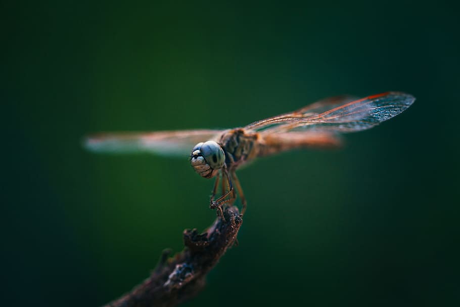 dragonflies, insects, close-up, one animal, animal themes, animal wildlife HD wallpaper