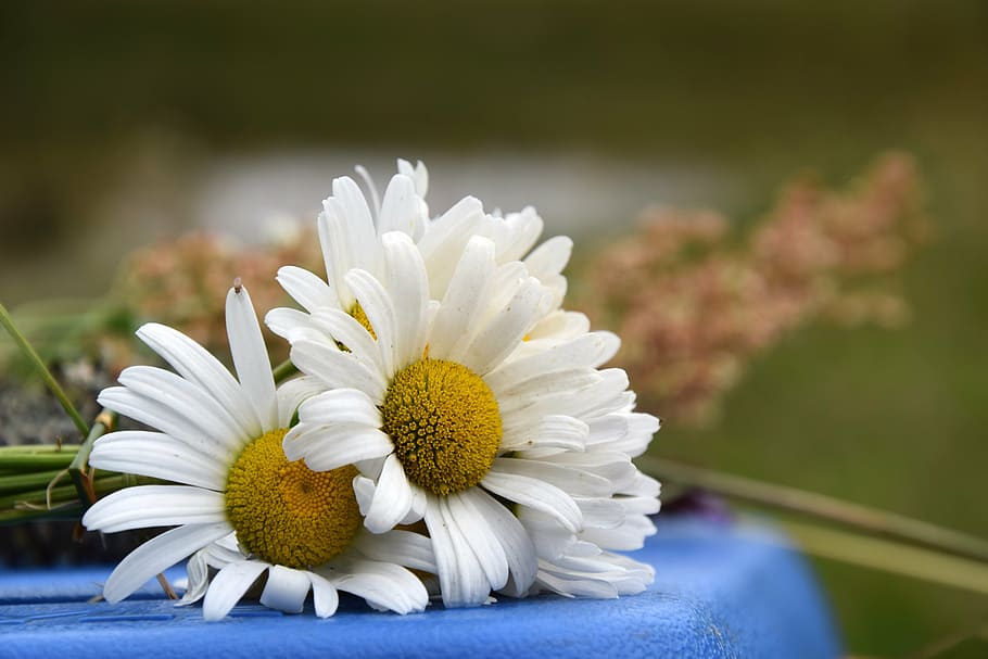 daisy, flower, white, nature, summer flower, plant, close-up HD wallpaper