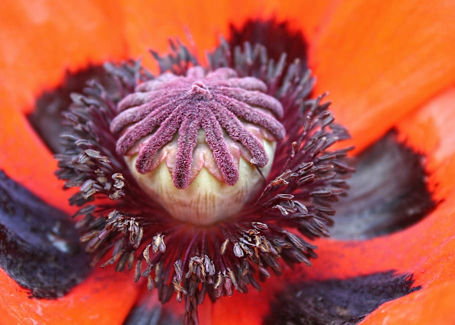 poppy, macro, red, flower, natural, blossom, nature, papaver HD wallpaper