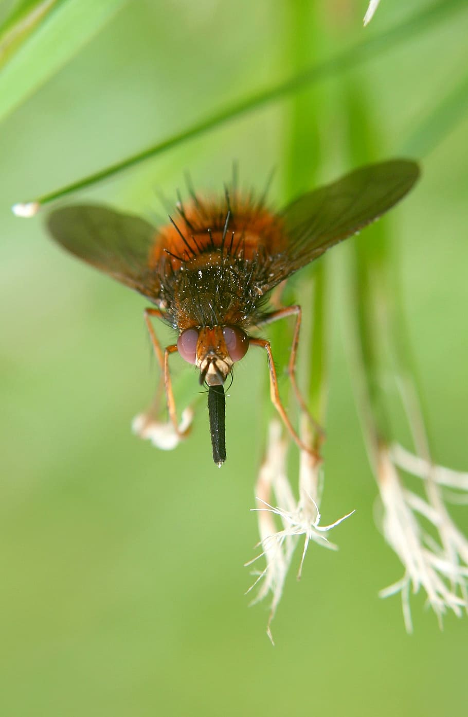 Fly, Insects, Macro, one animal, animal themes, animals in the wild HD wallpaper