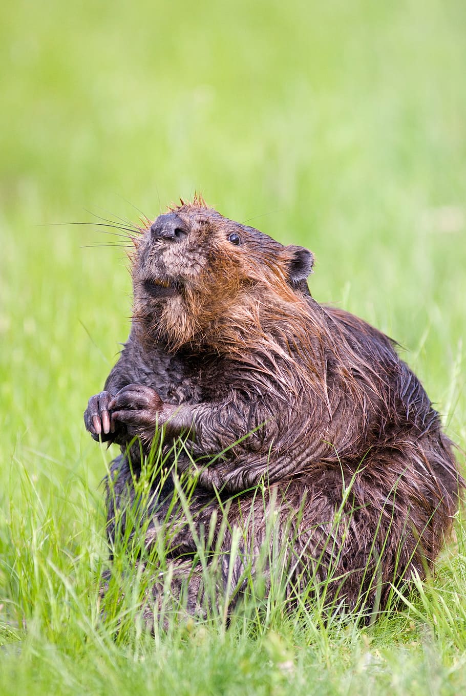 brown squirrel, beaver, pond, wildlife, aquatic, cute, nature, HD wallpaper