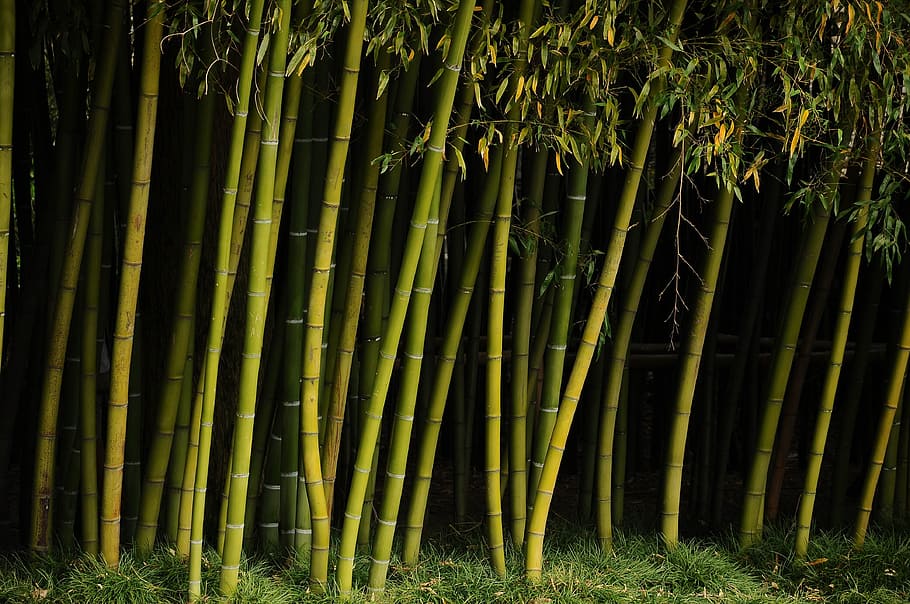 brissago, islands, botany, plant, growth, bamboo - plant, beauty in nature HD wallpaper