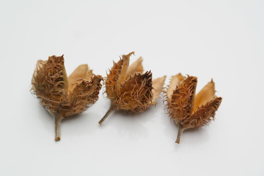 three brown fruits illustration, Beech, Nuts, Pods, Sleeves, Achene