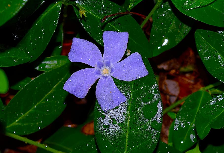 Periwinkle, Violet, Blue, Blue, Green, Green, Leaf, flower HD wallpaper