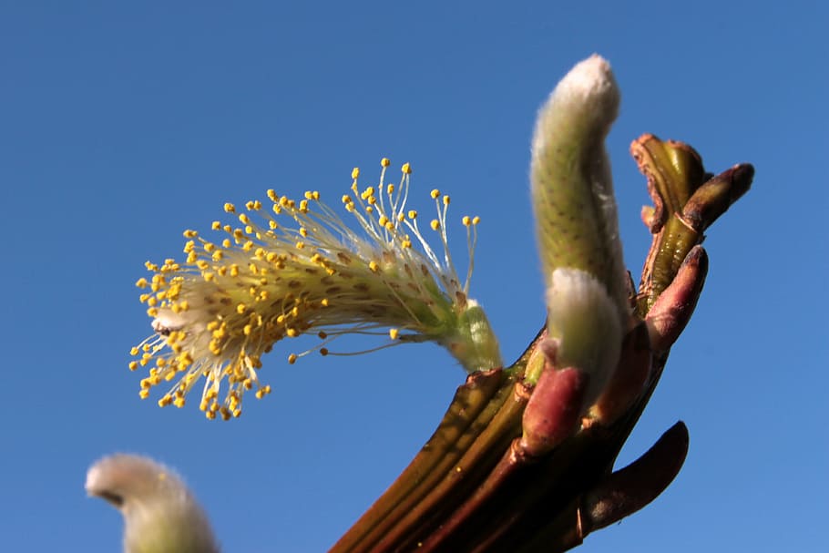 pussy willow, bloom, spring, blossom, plant, branch, signs of spring HD wallpaper