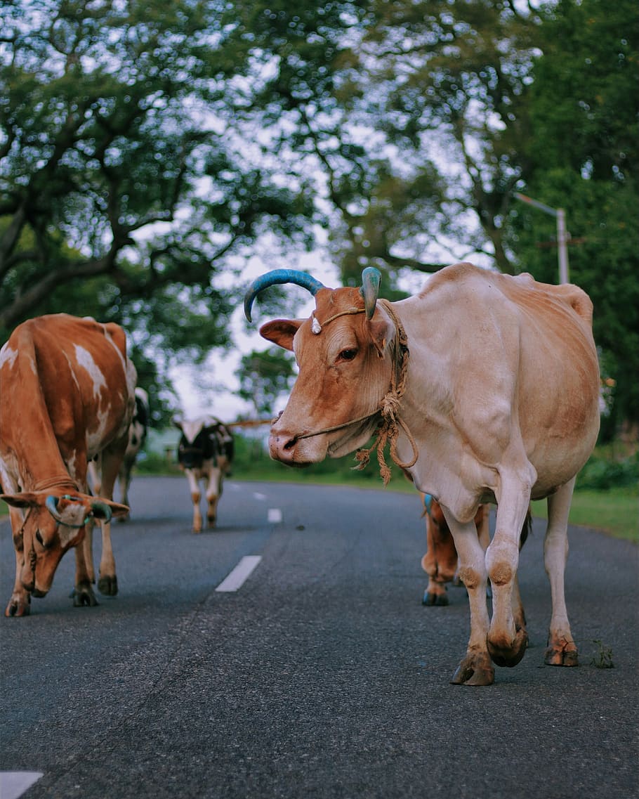 Just that pose, three cows on concrete road, traditional, street