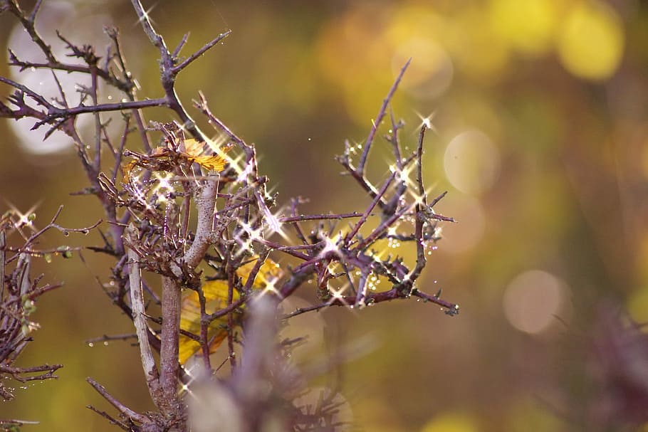 Sparkle, Twig, Winter Trees, Bush, focus on foreground, nature HD wallpaper