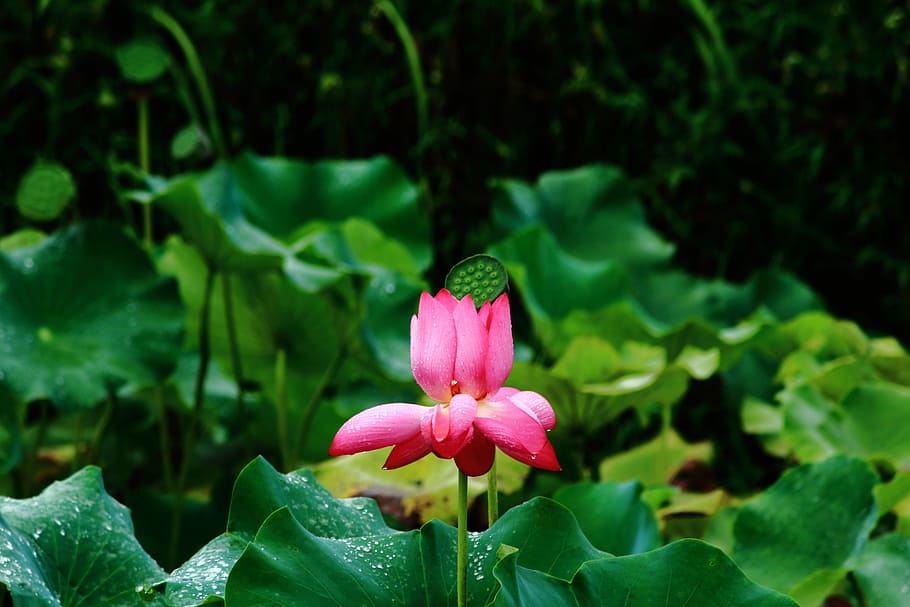 Lotus, Flower, summer, pink color, nature, petal, green color HD wallpaper