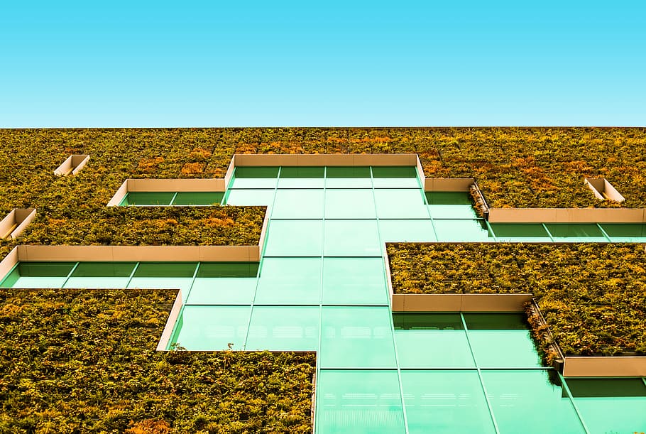 building with vegetation wall, photo of green leafed plants, window HD wallpaper
