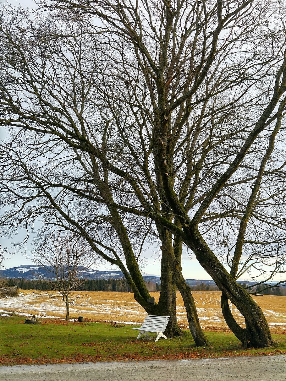 tree, bench, field, snow, park, rural, bare tree, no people HD wallpaper