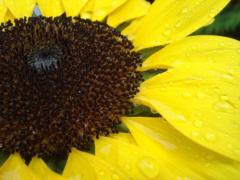 sun flower, close, raindrop, yellow, flowering plant, petal HD wallpaper