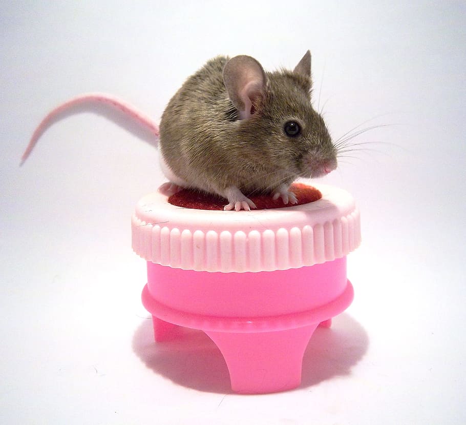 brown rat, mouse, animals, decorative, on a stool, white, grey HD wallpaper