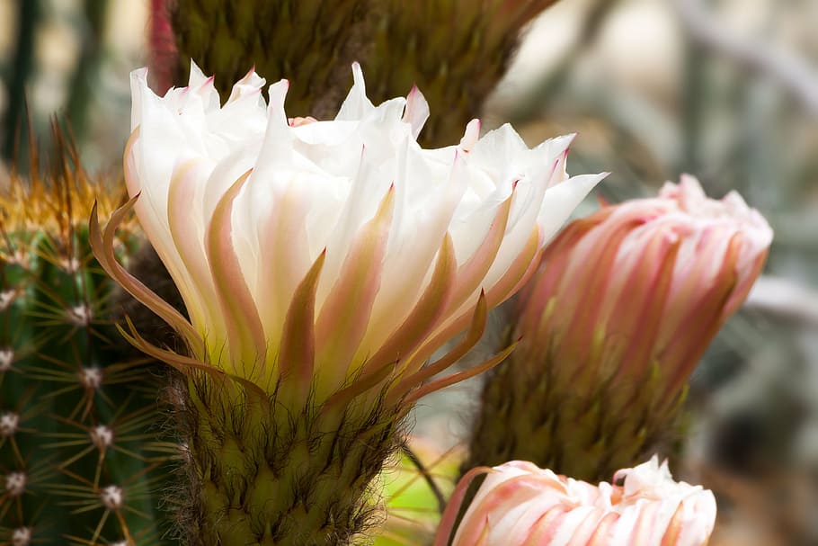 shallow focus photo of white-and-pink flowers, cactus, blossom HD wallpaper