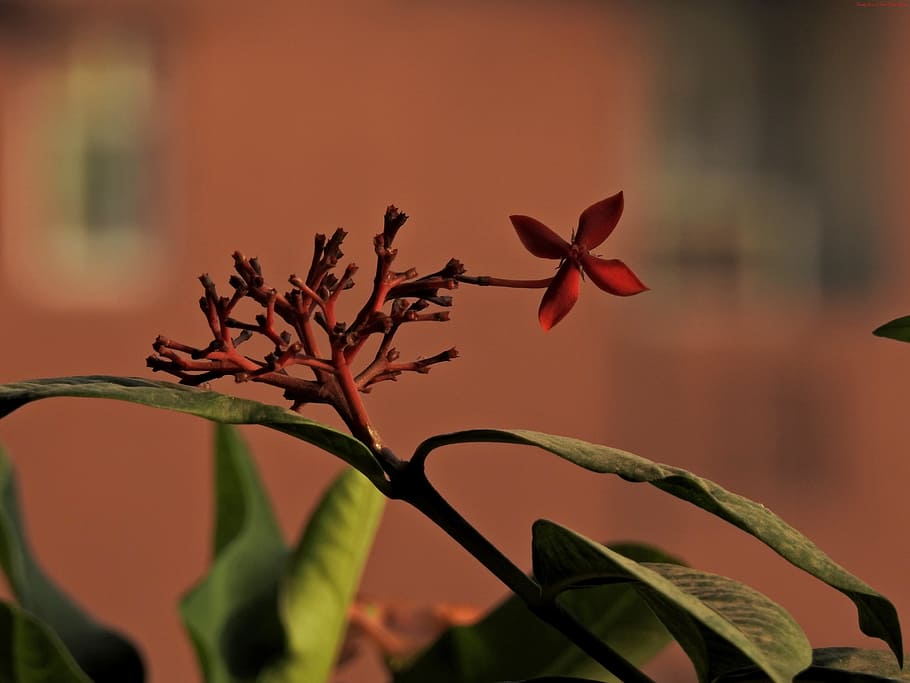 single, red, color, simple, bloom, plant, flower, beauty in nature HD wallpaper