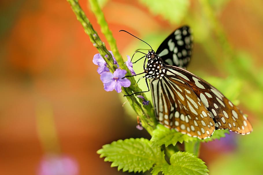 close-up photography of brown and white butterfly perched on green leaf HD wallpaper