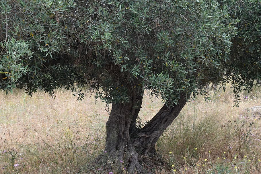 olive tree, old tree, gnarled, nature, olive root, mediterranean HD wallpaper