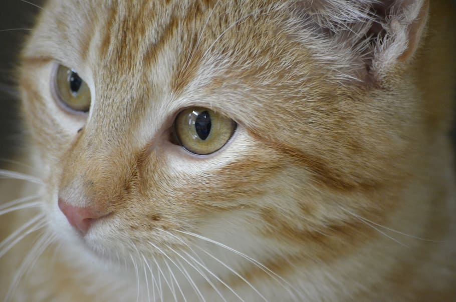 cat, animal welfare, portrait, red cat, domestic cat, nature HD wallpaper