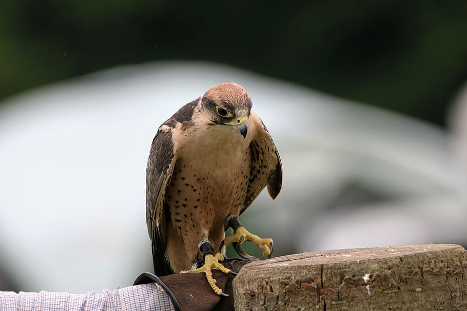 lanner falcon, bird, beak, predator, raptor, prey, animal, feather HD wallpaper