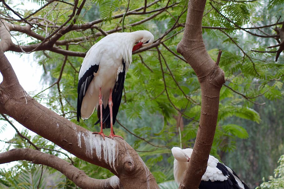 zoo, bird, tree, animal themes, animals in the wild, vertebrate HD wallpaper