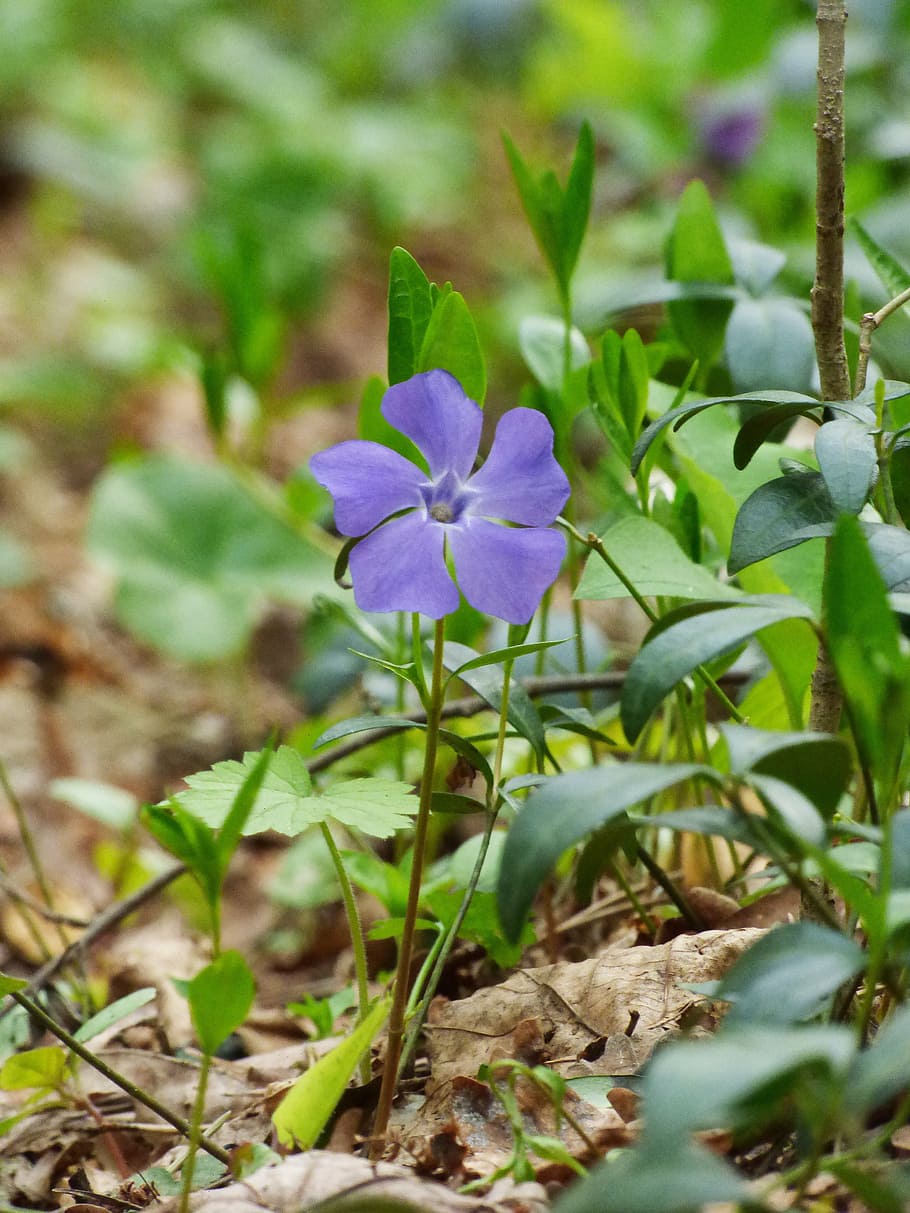 periwinkle, forest, spring, flowering plant, freshness, vulnerability HD wallpaper