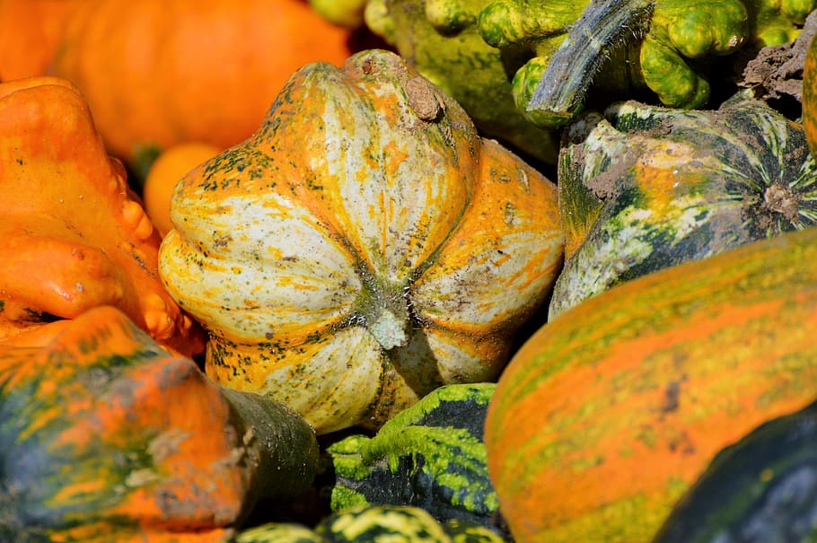 pumpkin, fruit, orange, autumn, cucurbita maxima, choose, large HD wallpaper
