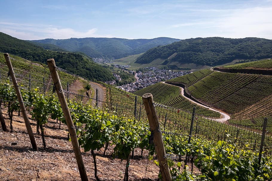 Vines, Wine, Winegrowing, Dernau, Rech, grapevine, vineyard HD wallpaper