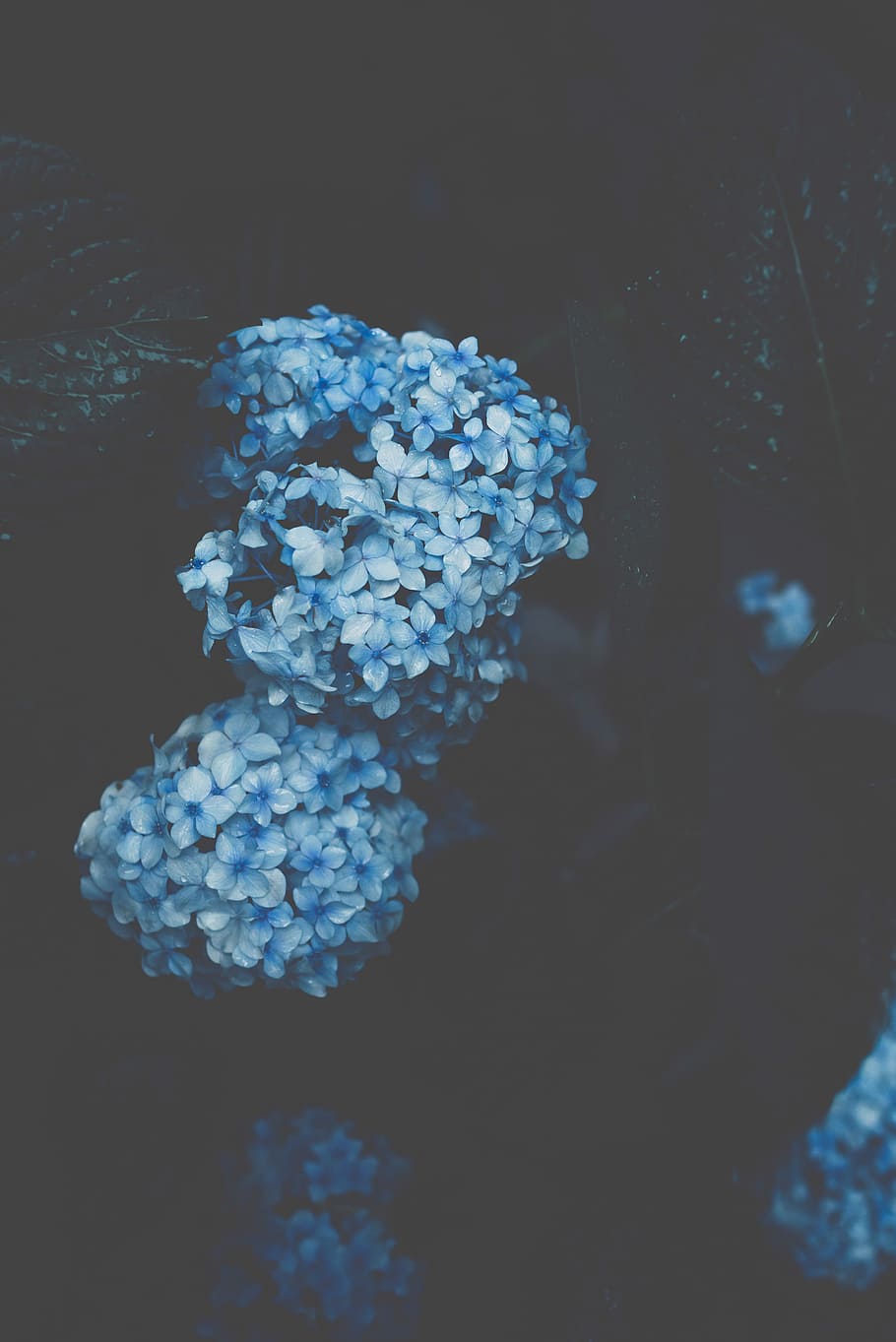 low-light photography of blue flowers, selective focus photography of blue hydrangeas in bloom HD wallpaper