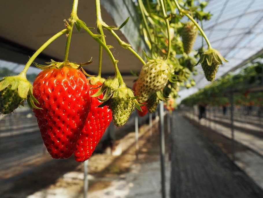 strawberry, strawberry picking, suites, red, fruit, food, food and drink HD wallpaper