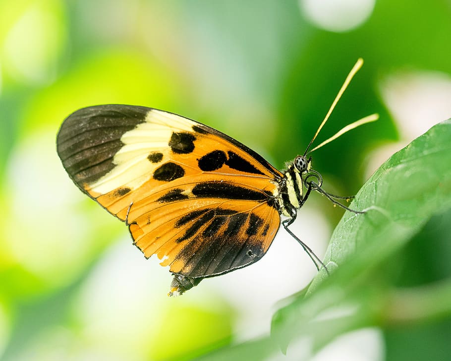 brown and black butterfly perched leaf, brown and black butterfly perched on green leaf at daytime HD wallpaper