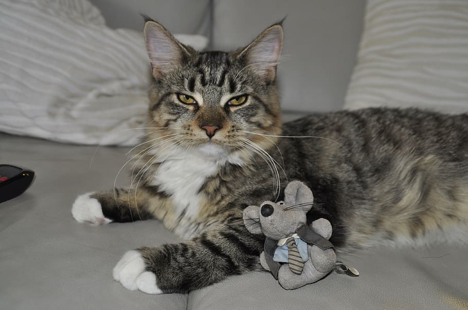 silver tabby cat on sofa, toys, mouse, break, rest, domestic Cat HD wallpaper