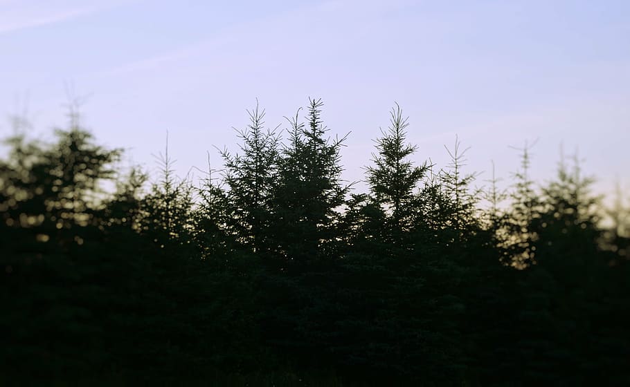 green trees under blue sky, daytime, nature, forests, silhouette HD wallpaper
