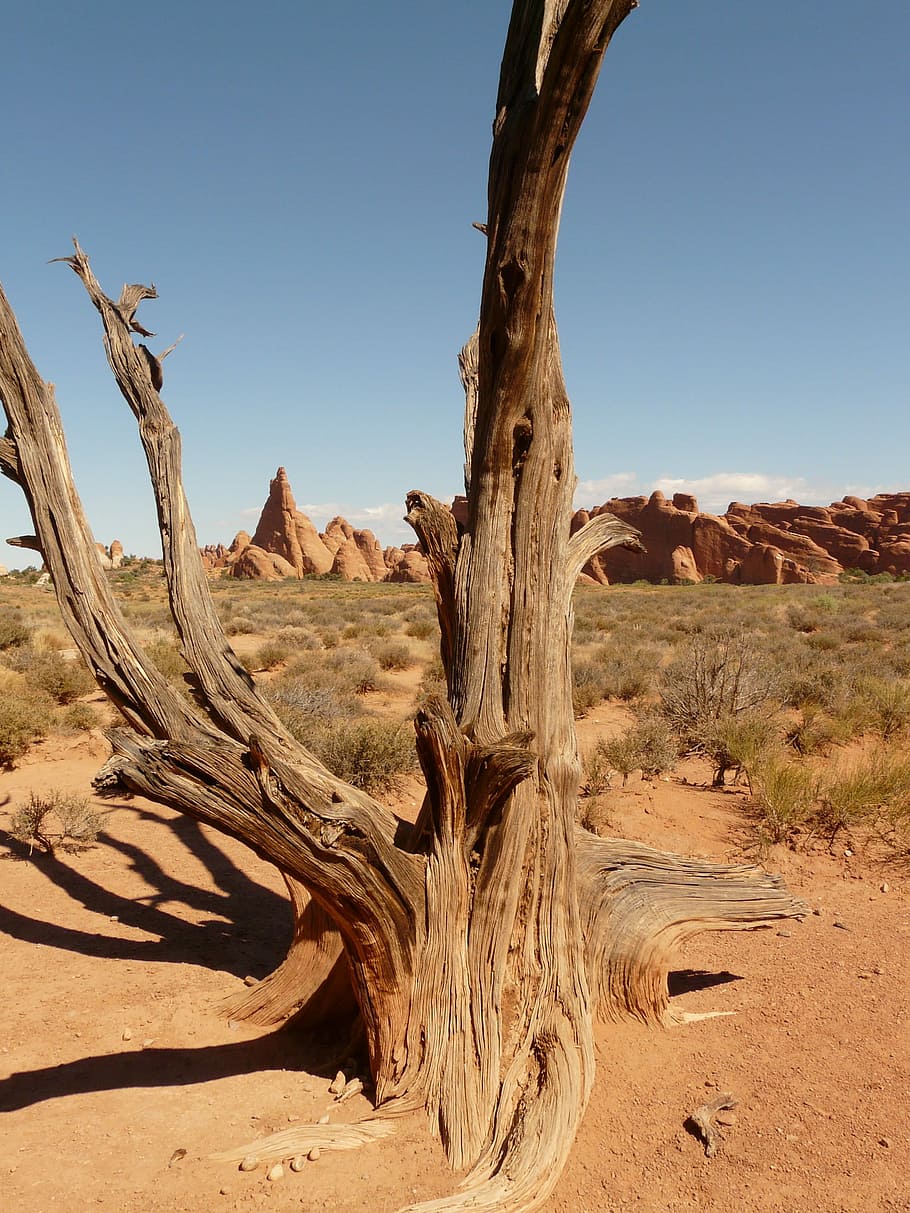 Tree, Branch, Wood, Dry, Desert, Utah, usa, sand, arid, drought HD wallpaper