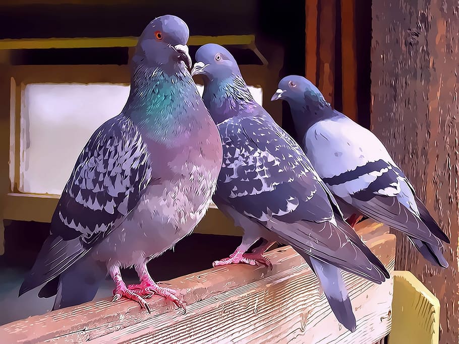 Pigeons, Operation, bird, animal themes, no people, animal wildlife HD wallpaper