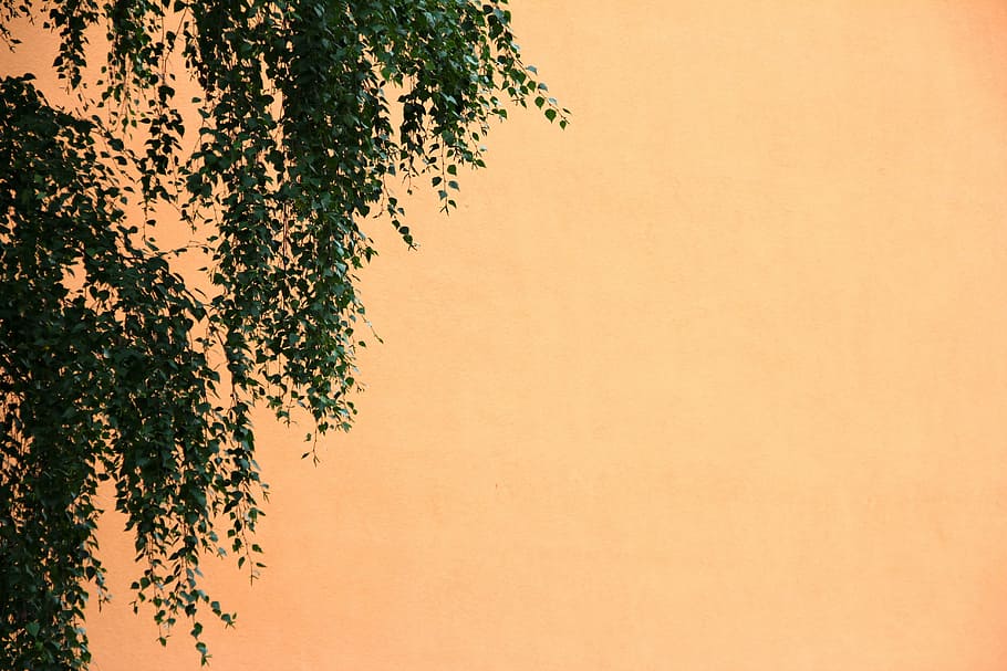 green leafed tree, birch, orange, leaves, autumn, plant, growth HD wallpaper