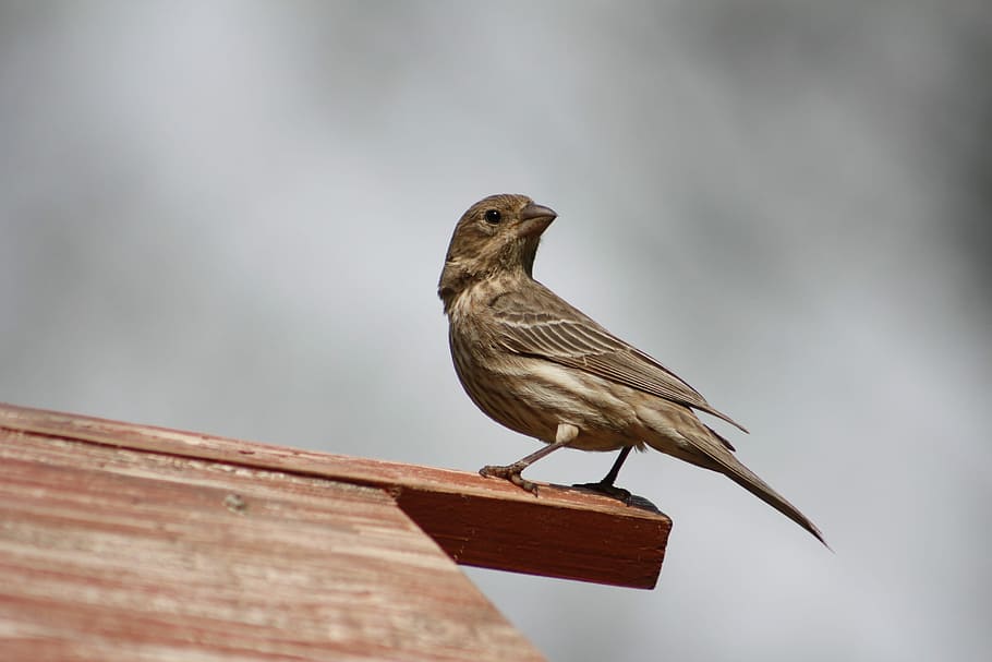 bird, nature, outdoors, wildlife, female house finch, natural
