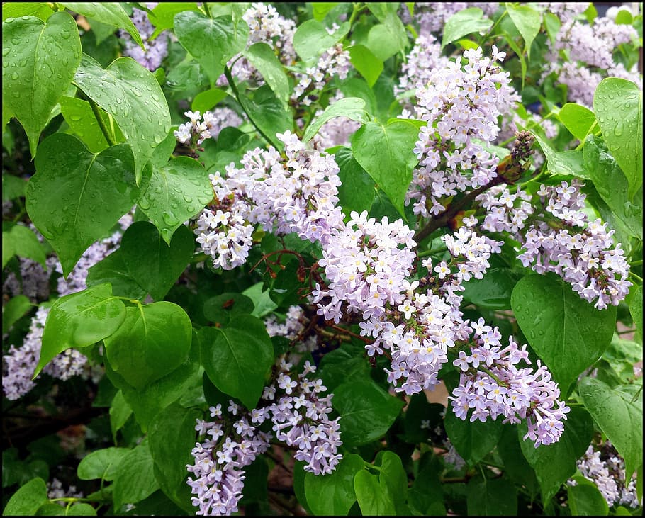 lilac, flower, white, blosom, gardening, nature, flowering plant HD wallpaper