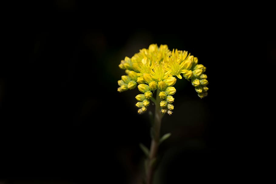 shallow focus photography of yellow flowers, fat hens, travel madam, HD wallpaper