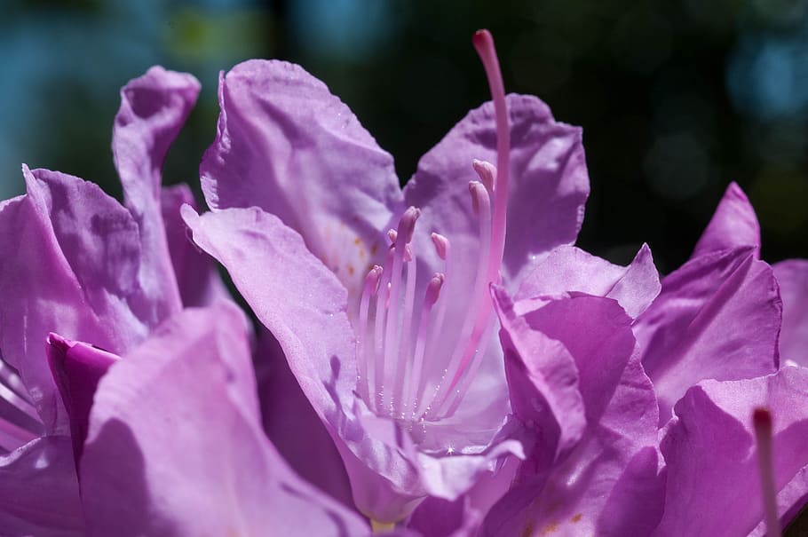flower, macro, close, purple, nature, blossom, bloom, stamens HD wallpaper