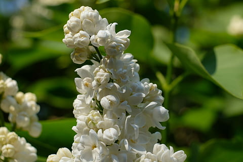White Lilac, Spring, Plant, flowers, decorative bush, branches HD wallpaper