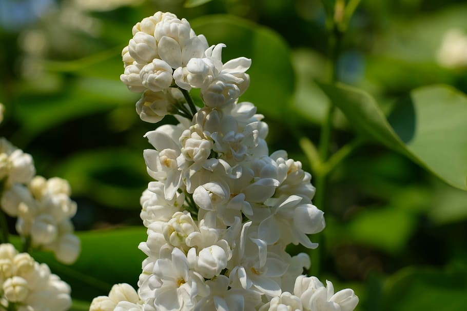 White Lilac, Spring, Plant, flowers, decorative bush, branches HD wallpaper
