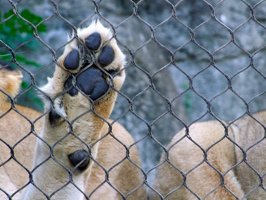 Pata, Animal, Leon, Captivity, Nature, animals, zoo, animal world HD wallpaper