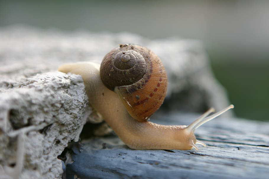 wo niu, shell, crawling, snails, schell, gastropod, mollusk HD wallpaper