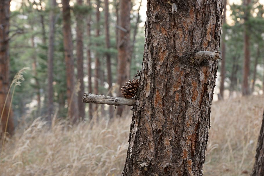 wood, tree, nature, bark, outdoors, trunk, tree trunk, plant HD wallpaper