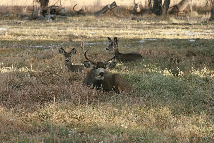 deer, bedded down, looking, animal, wildlife, zoology, mammal HD wallpaper