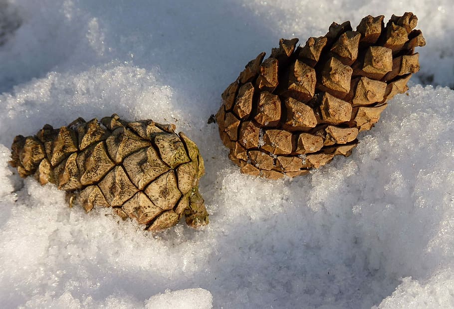 Tap, Pine Cones, Nature, Conifer, close, pine greenhouse, forest HD wallpaper