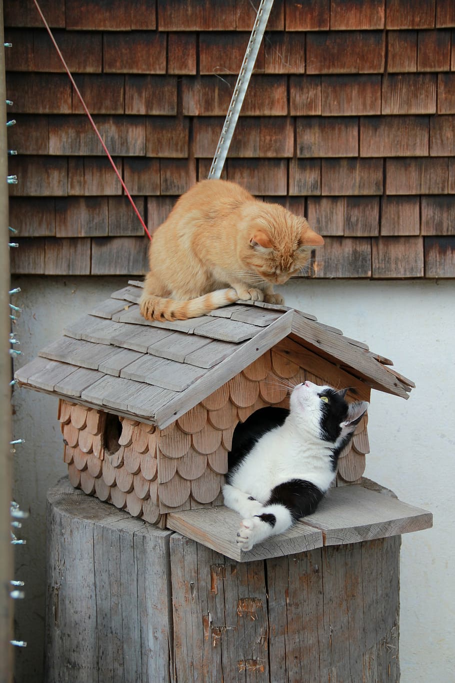 cat, cute cat, pet, aviary, animals, pets, domestic Cat, kitten HD wallpaper