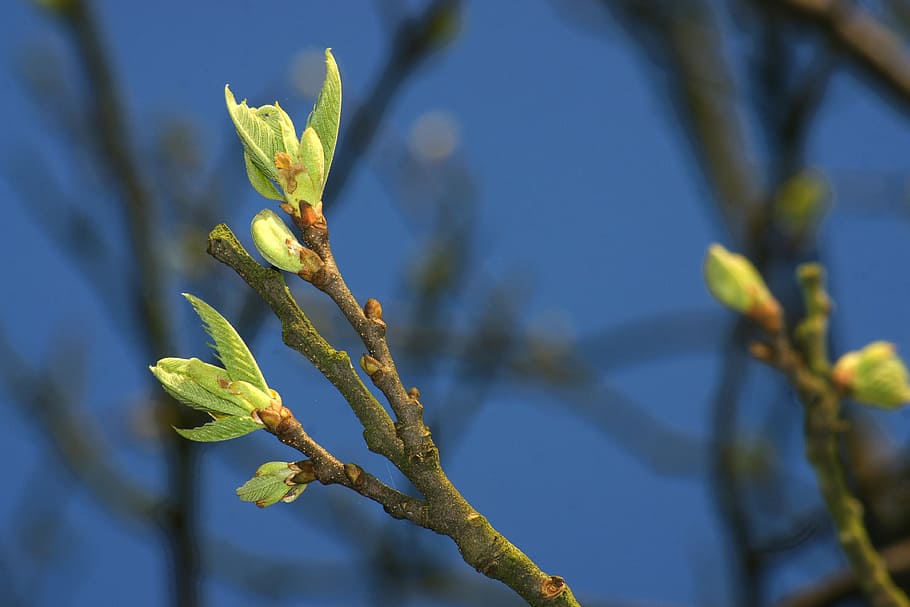 spring, tree, branch, flora, leaf, nature, green, leaves, foliage HD wallpaper