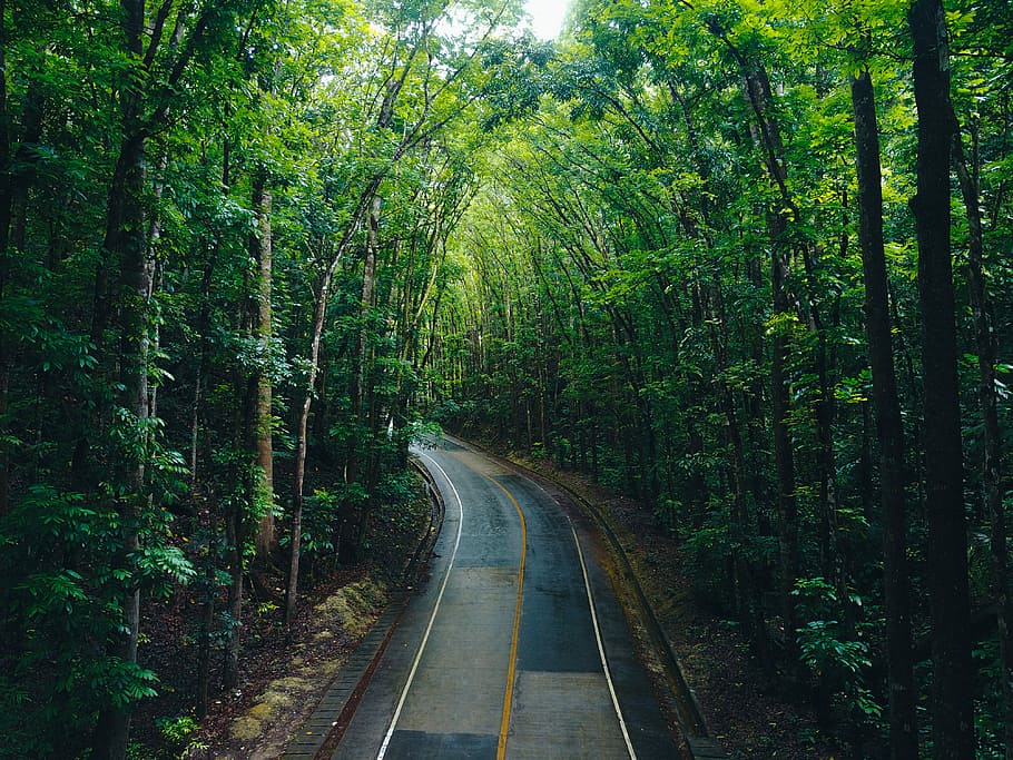 curved road surrounded by trees, gray asphalt way surrounded by green leaf trees at daytime HD wallpaper