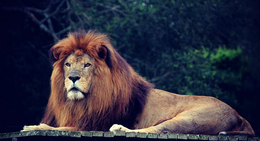 photography of brown lion lying on roof, king, jungle, mane HD wallpaper
