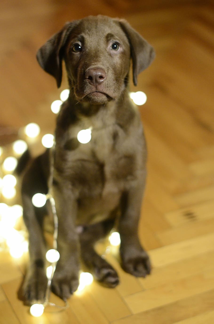 chocolate Labrador retriever puppy photography, dog, christmas, HD wallpaper
